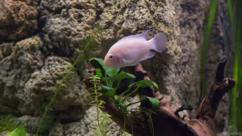 Archocentrus nigrofasciatus von GoreSlayer (105)