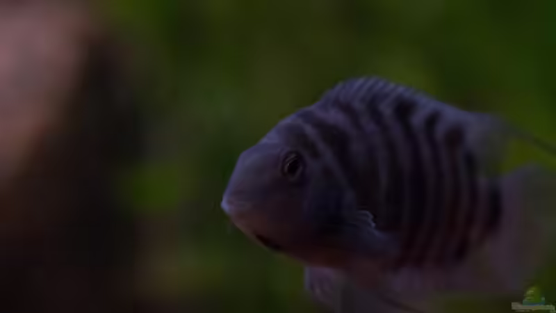 Archocentrus nigrofasciatus von GoreSlayer (107)