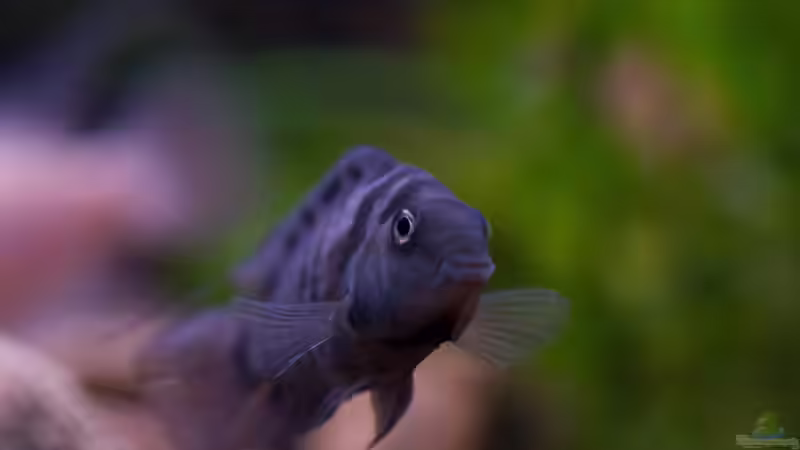 Archocentrus nigrofasciatus von GoreSlayer (108)