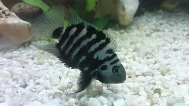 Einrichtungsbeispiele für Mittelamerika-Aquarien