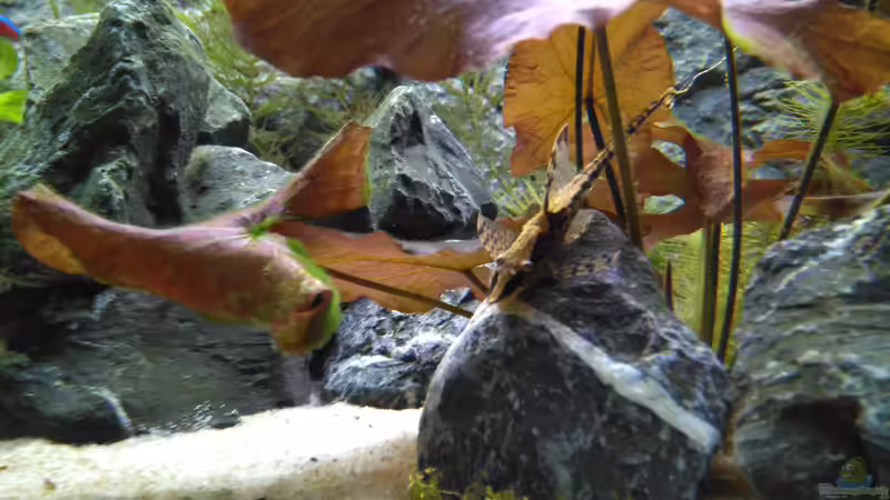 Ardenner Brocken mit Sturisoma und Lotus. Die Sturisoma kamen erst ganz zum Schluss rein. von AdrianSoS (28)