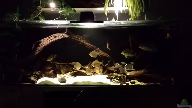 Argenteus cut throat von NRW (14)