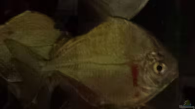 Argenteus cut throat von NRW (41)