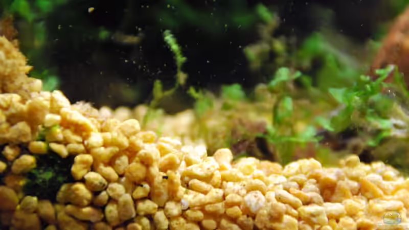 Argiles Kanuma von lomarraco (88)