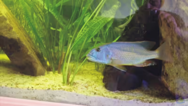 Aristochromis christy  Bock  von Andreas Rode (15)