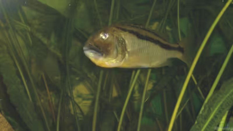 Aristochromis christy  Weib mit Vollem Maul von Andreas Rode (12)