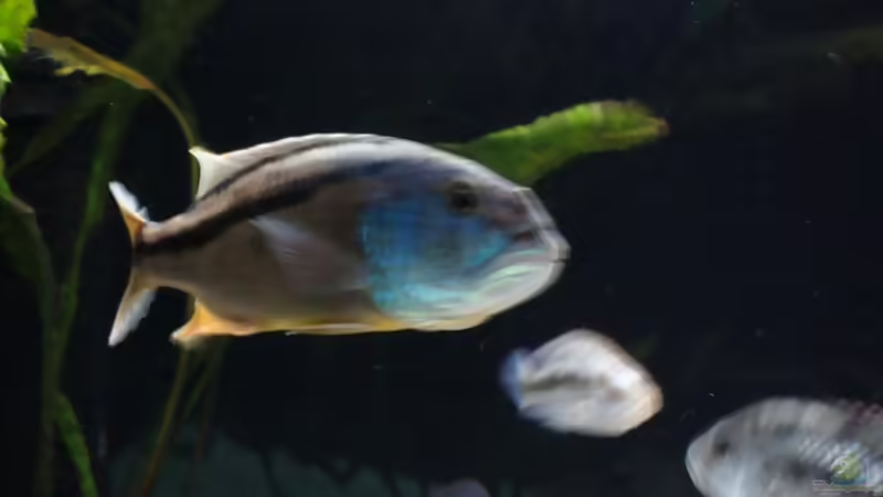 Aristochromis christy ´Das Weichei´ von StefanZ (7)