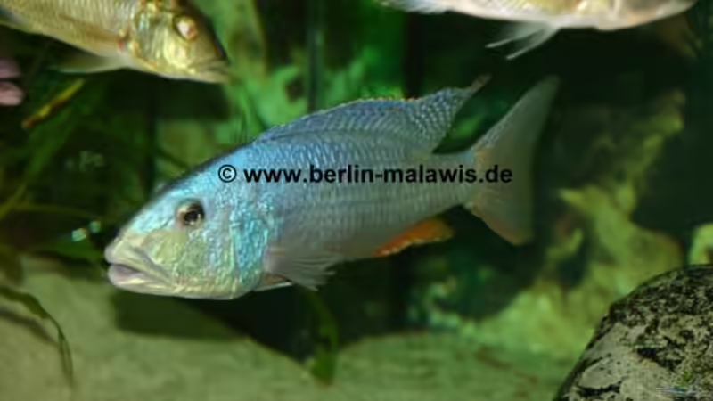 Einrichtungsbeispiele für Aristochromis christyi