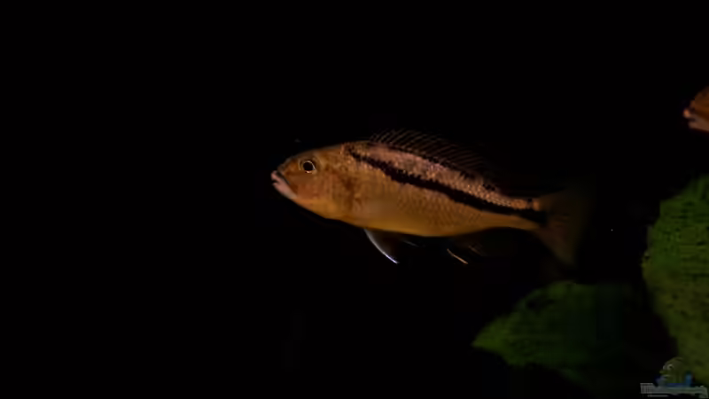 Aristochromis Christyi - es könnte mal ein Bock werden von Ronny Laumer (11)