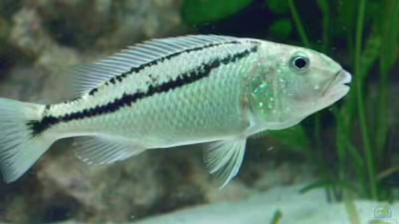 Einrichtungsbeispiele für Aristochromis christyi