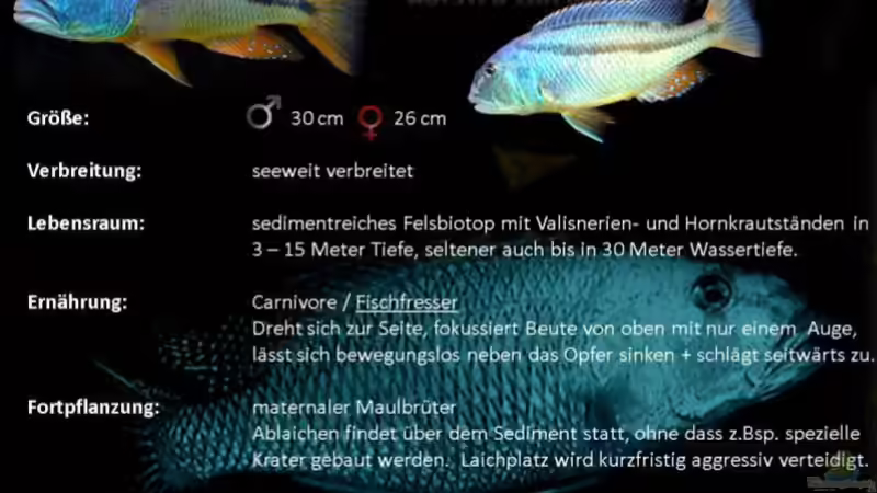 Aristochromis christyi