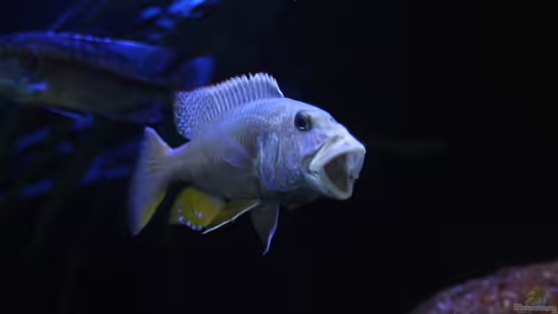 Aristochromis christyi  von Lukas Meierjohann (6)