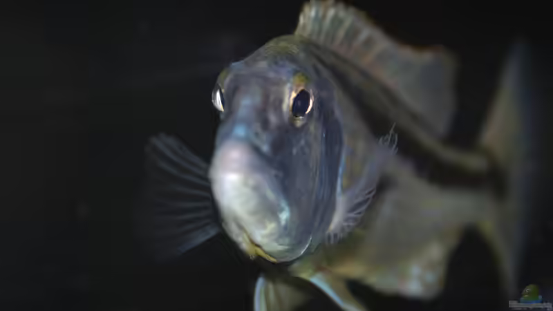 Aristochromis Christyi_3 von Swenni (70)