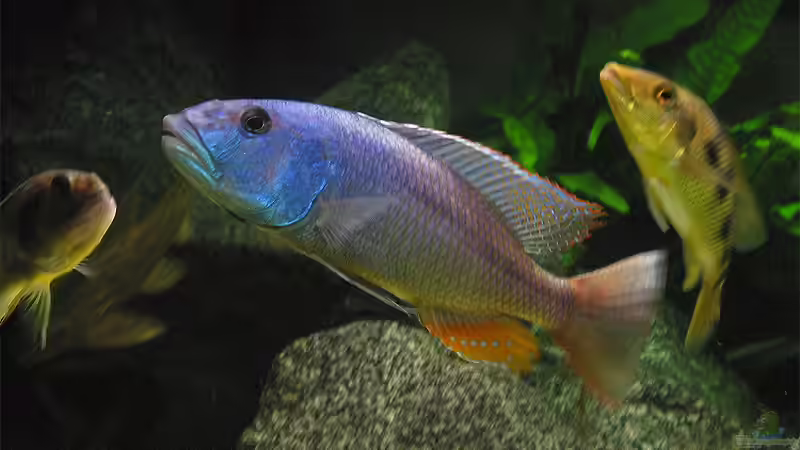 Aristochromis christyi m. von Schlock (14)