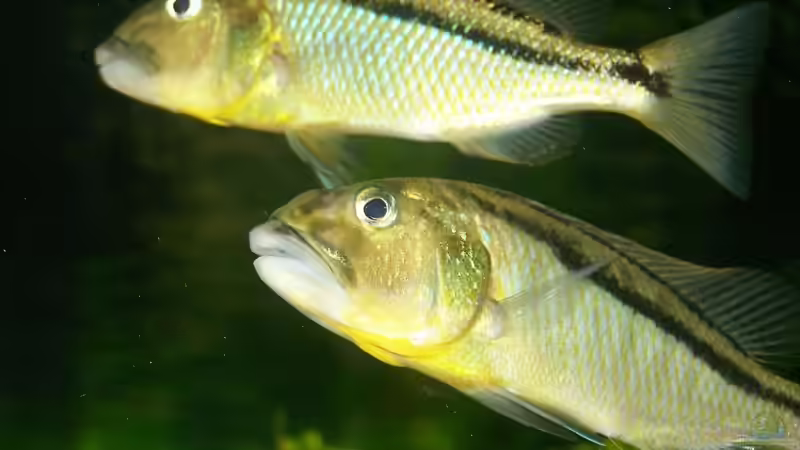 Aristochromis christyi von Klabuster (29)