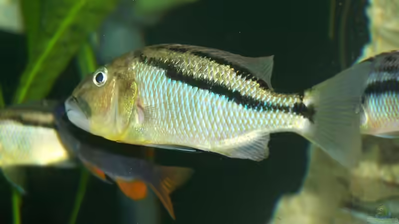 Aristochromis christyi von Klabuster (30)