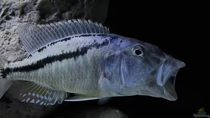 Aristochromis christyi von malawidortmund (12)