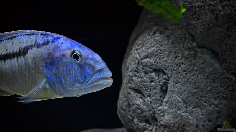 Aristochromis christyi von malawidortmund (13)