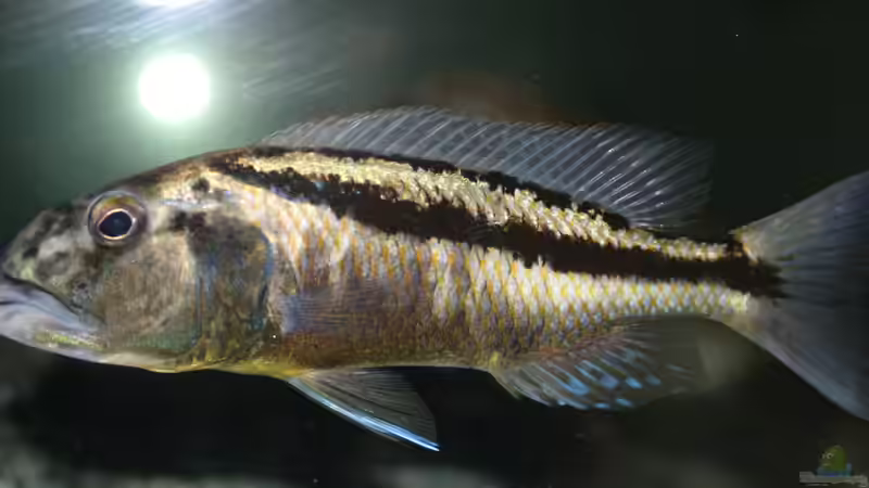 Aristochromis Christyi von Swenni (39)