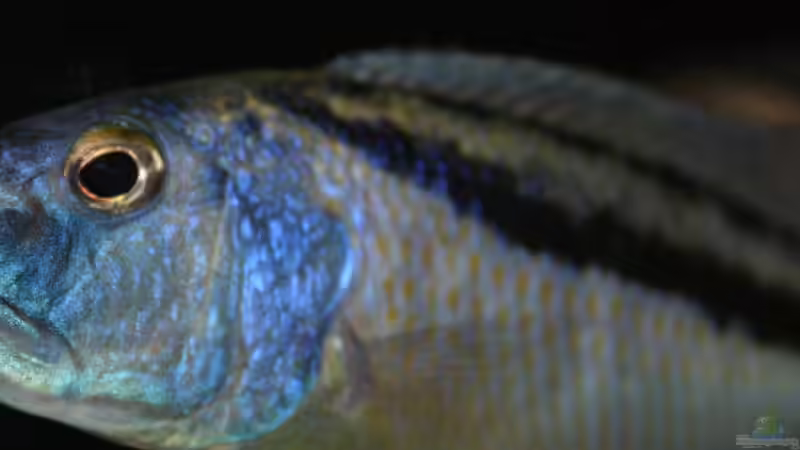 Aristochromis Christyi von Swenni (69)