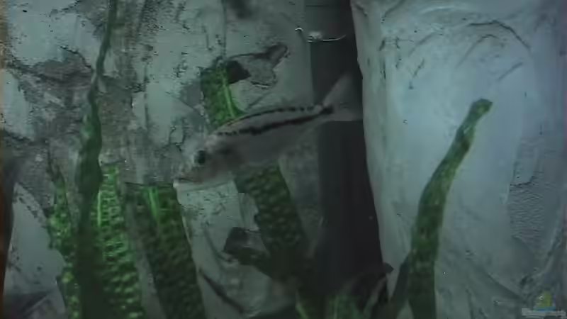 Einrichtungsbeispiele für Aristochromis christyi