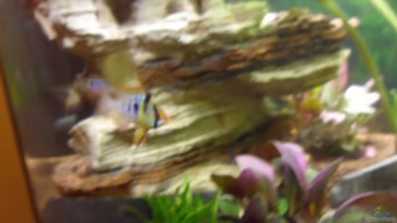 Arizona Rock von McCena (8)