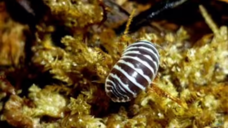 Armadillidium Maculatum, Zebraassel von Tino Georgi (22)