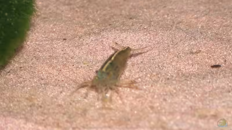 Armano Garnele von Karl Wefers (3)