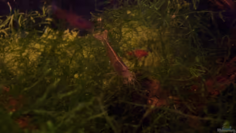 Armano Garnele von Thomas Zips (19)