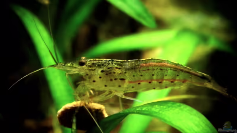 Armano mit einem Tabs von snooze (67)