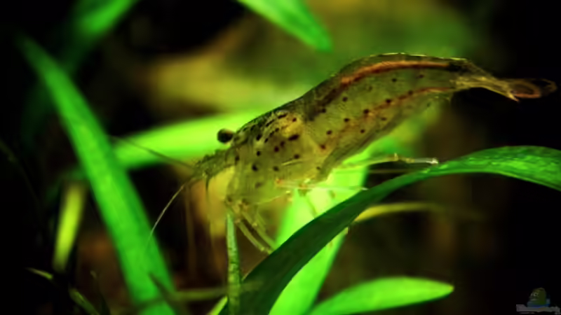 Armano von snooze (66)