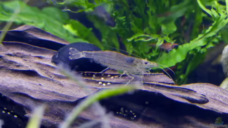 Armanogarnele (Caridina multidentata) von Ravenclaw57 (56)