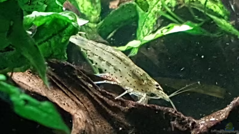 Armarnogarnele von Sunnyboy_72 (53)