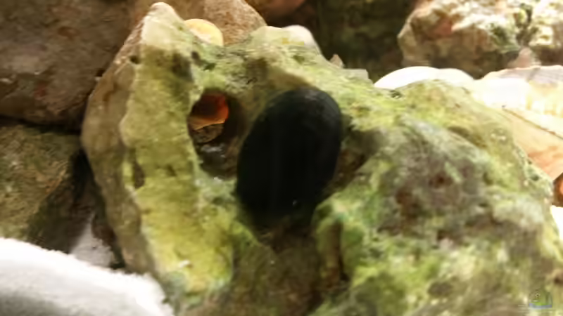 Armeehelmschnecke von Dukes Aquaristikexperimente (14)