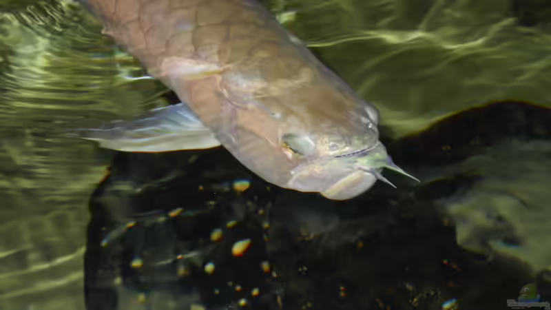 Aro von Leopold68 (39)