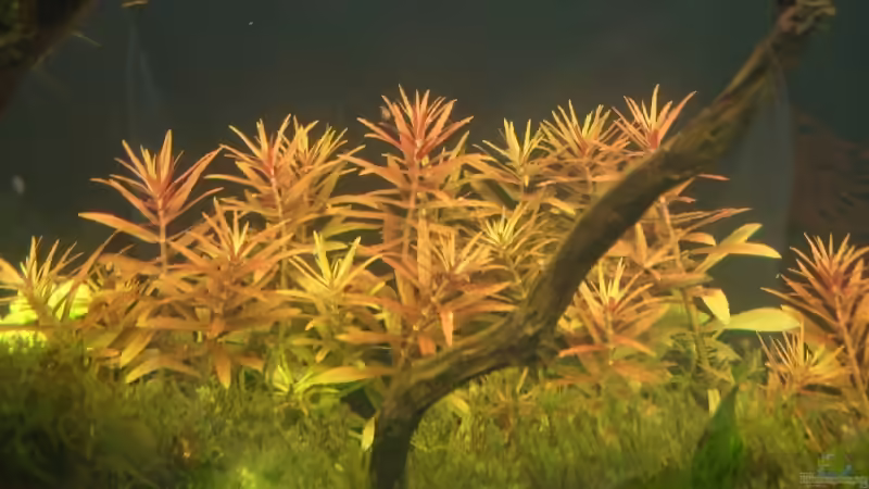 aromatica von Marmax (14)