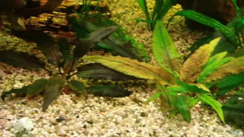 Aronstabgewächse von Korbi (11)