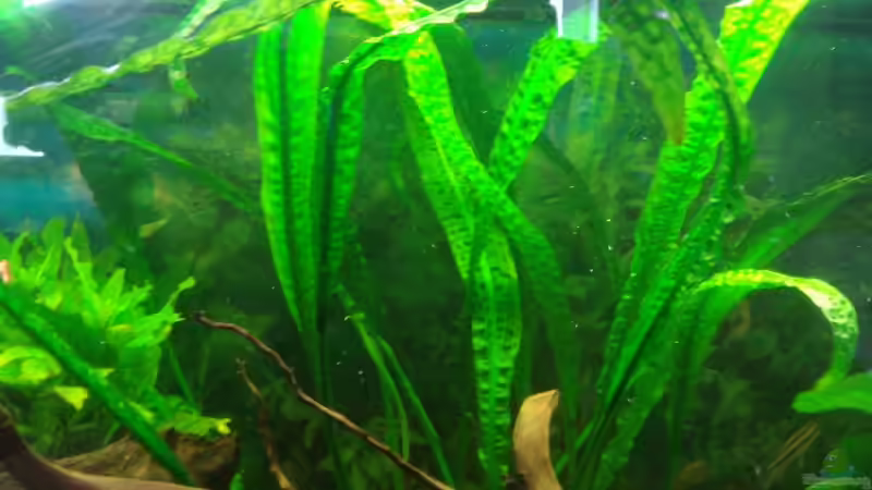 Aronstabgewächse von Korbi (12)