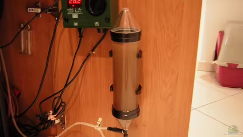 Artemia Zucht von Antje und Daniel (24)