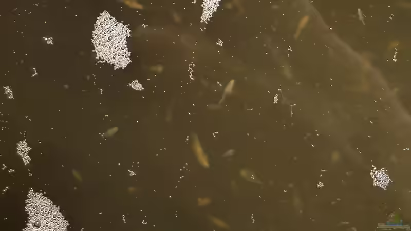 Artemiazucht im Garten von ravaka (44)