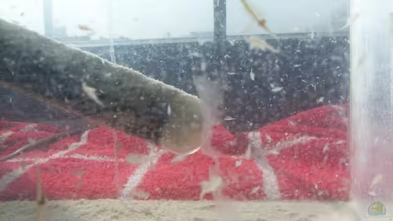 Artemiazucht von Oliver Czaika (6)