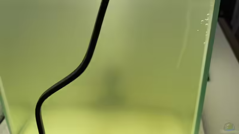 Artemien zucht 12L Aquarium  von Raven887 (44)