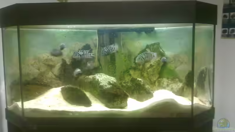 Artenbecken Zebrabuntbarsche von Fischer vom Bodensee (1)