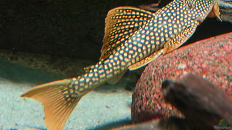 Artenbeschreibung Sonnenwels "L14" (Scobinancistrus aureatus)