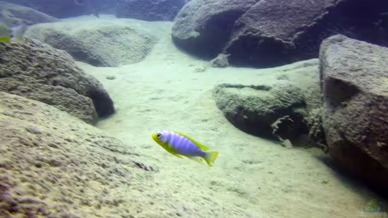 Artenliste - Nonmbuna - ??bergangszone