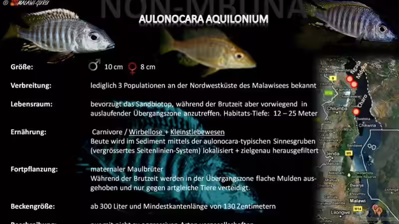 Artentafel - Aulonocara aquilonium