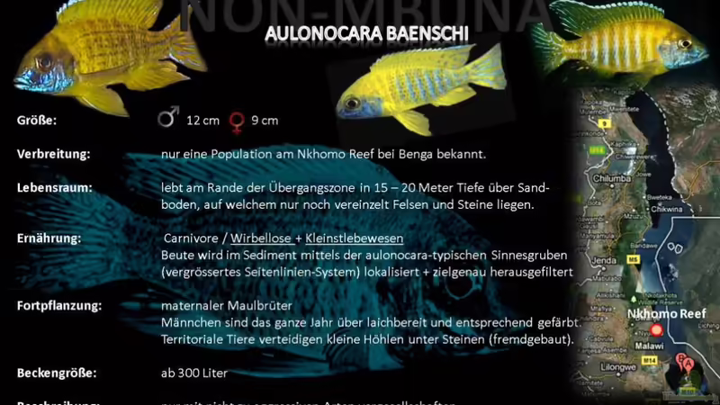 Artentafel - Aulonocara baenschi
