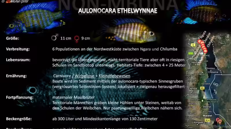 Artentafel - Aulonocara ethelwynnae