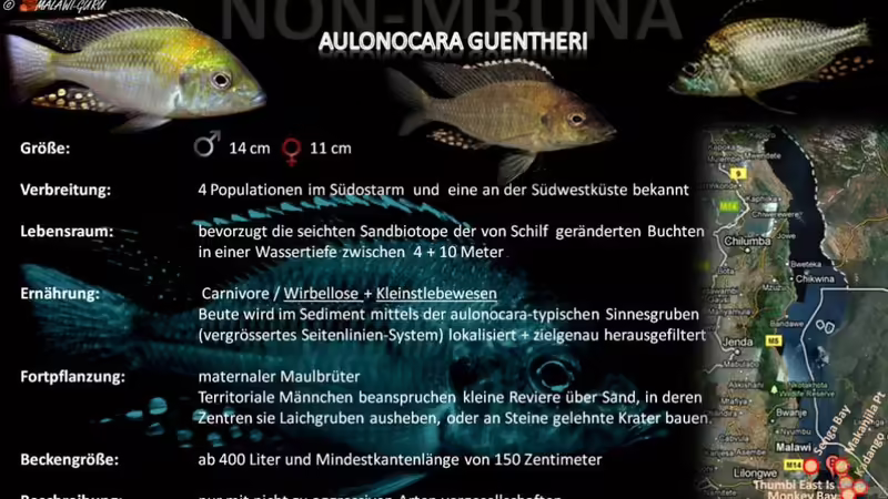 Artentafel - Aulonocara guentheri