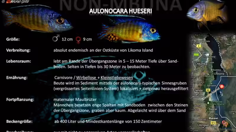 Artentafel - Aulonocara hueseri